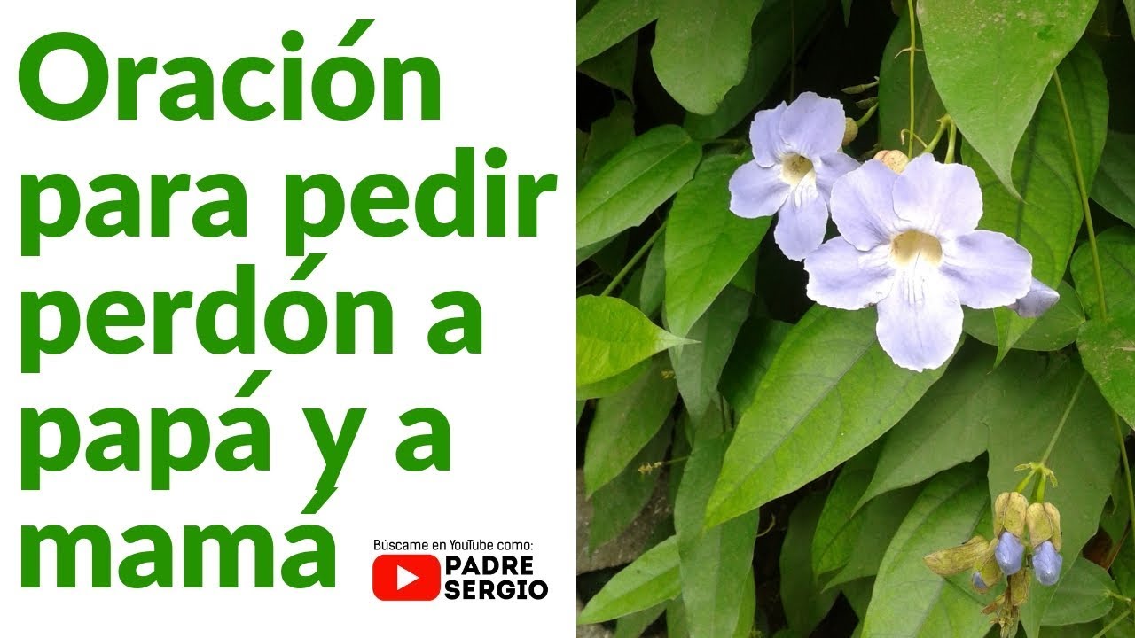 Oración para pedir perdon a mi madre ※ - Iluminación Digital